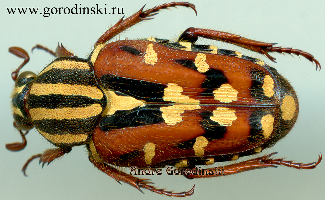 http://www.gorodinski.ru/cetoniidae/Euselates magna.jpg